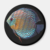 Royal Blue Discus マグネット (正面)