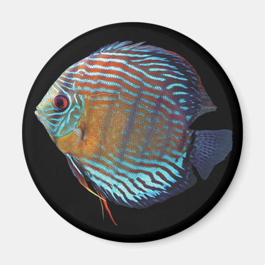 Royal Blue Discus マグネット (正面)