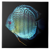 Royal Green Discus タイル (正面)