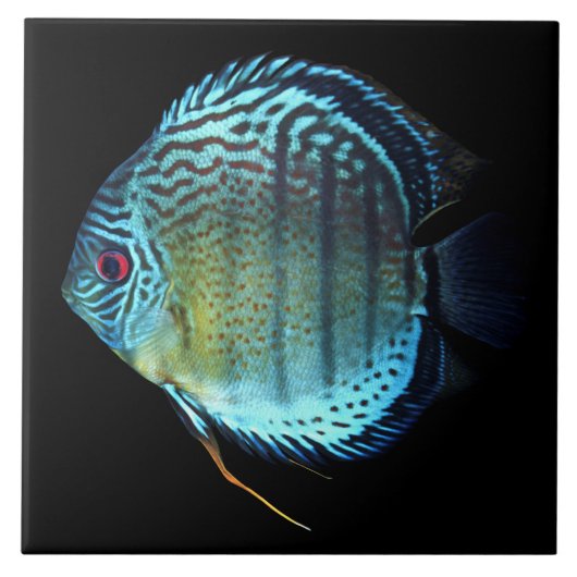 Royal Green Discus タイル (正面)