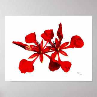 Royal Poinciana Flower Poster ポスター