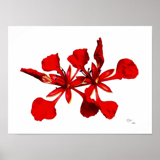 Royal Poinciana Flower Poster ポスター (正面)