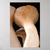 Royal Trumpet Mushroom Photo ポスター (正面)