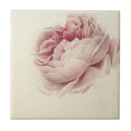Roze Roos (1792) – タイムレスヴィンテージ植物芸術 タイル