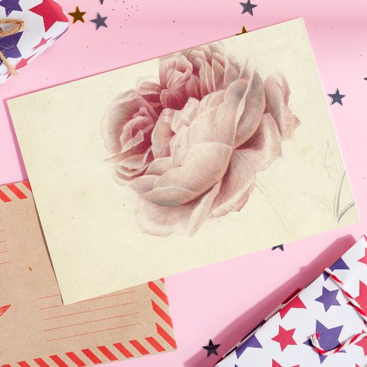 Roze Roos (1792) – タイムレスヴィンテージ植物芸術 ポストカード