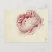 Roze Roos (1792) – タイムレスヴィンテージ植物芸術 ポストカード (正面)