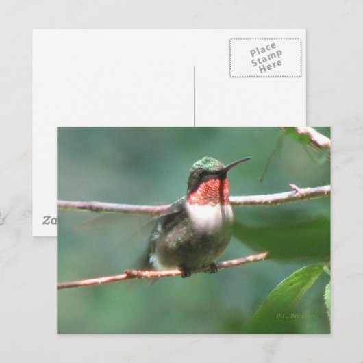 Ruby-throat After Chaseはがき ポストカード (正面/裏面)