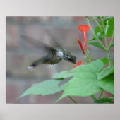 Ruby-throat Sipsポスター ポスター (正面)