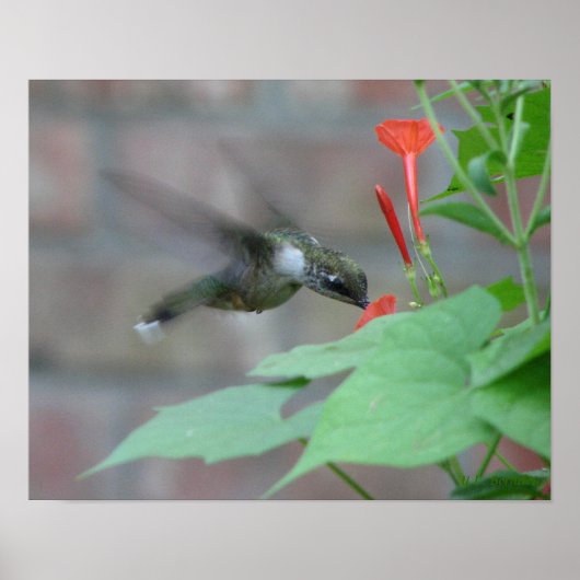 Ruby-throat Sipsポスター ポスター (正面)