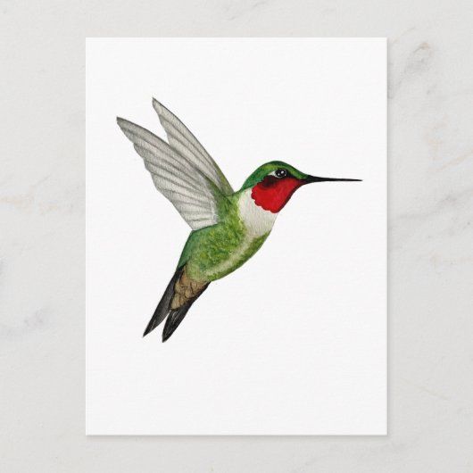 Ruby-throated Hummingbird ポストカード (正面)