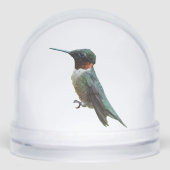 Ruby-Throated Hummingbird Bird Photography (正面)