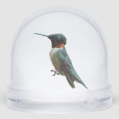 Ruby-Throated Hummingbird Bird Photography (裏面)