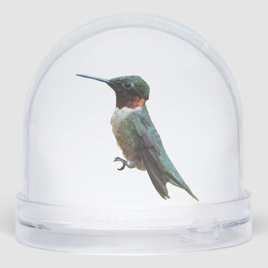 Ruby-Throated Hummingbird Bird Photography (裏面)