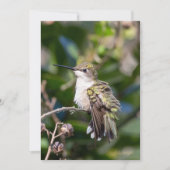 Ruby-Throated Hummingbird Fine Art Birthday Card シーズンカード (正面)
