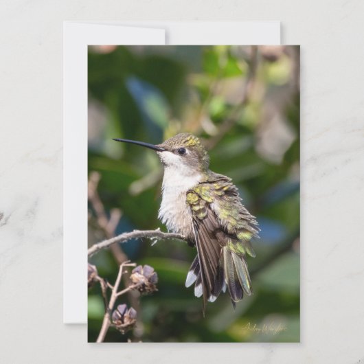 Ruby-Throated Hummingbird Fine Art Birthday Card シーズンカード (正面)