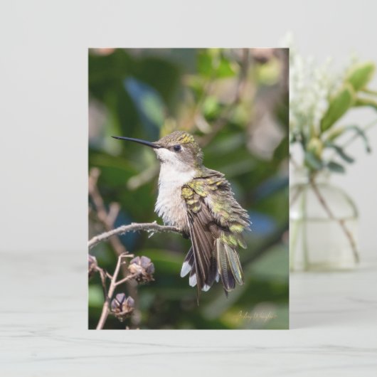 Ruby-Throated Hummingbird Fine Art Birthday Card シーズンカード (スタンド正面)
