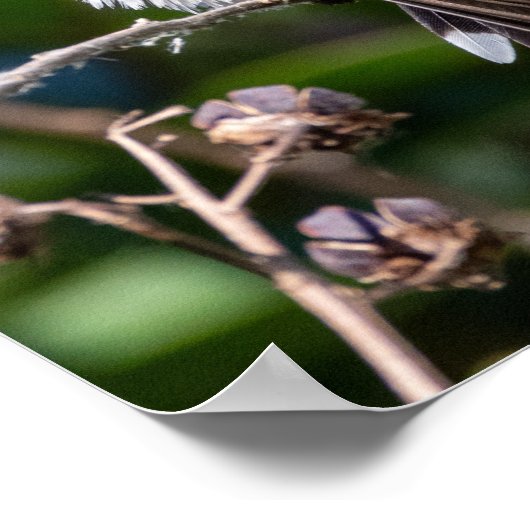 Ruby-Throated Hummingbird Fine Art Photography  ポスター (角)