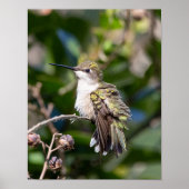 Ruby-Throated Hummingbird Fine Art Photography  ポスター (正面)
