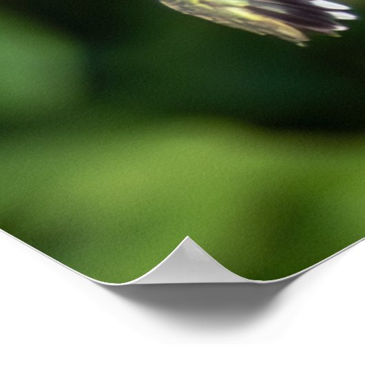 Ruby-Throated Hummingbird Fine Art Photography ポスター (角)