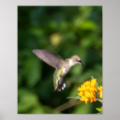 Ruby-Throated Hummingbird Fine Art Photography  ポスター (正面)