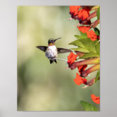 Ruby-Throated Hummingbird Fine Art Photography  ポスター (正面)