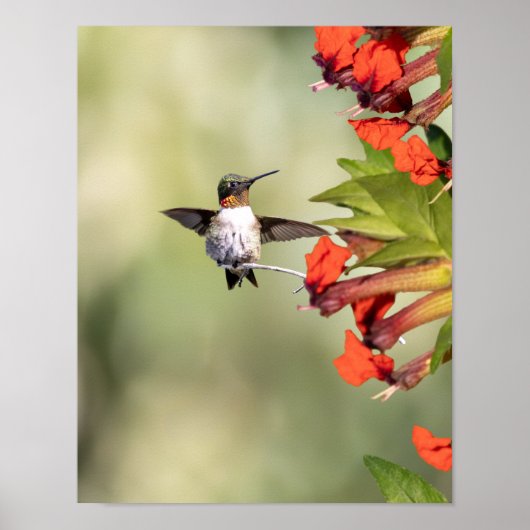 Ruby-Throated Hummingbird Fine Art Photography ポスター (正面)
