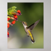 Ruby-Throated Hummingbird Fine Art Photography  ポスター (正面)