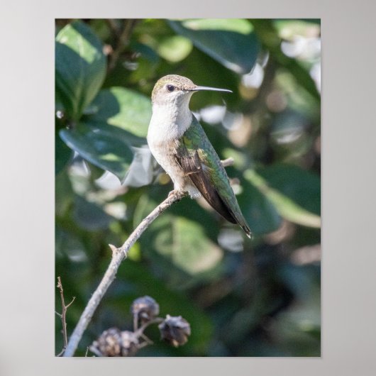 Ruby-Throated Hummingbird Fine Art Photography  ポスター (正面)