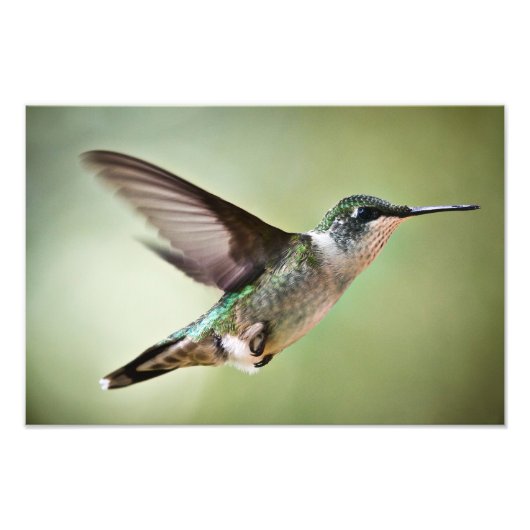 Ruby throated Hummingbird in Flight：フォトプリント フォトプリント (正面)