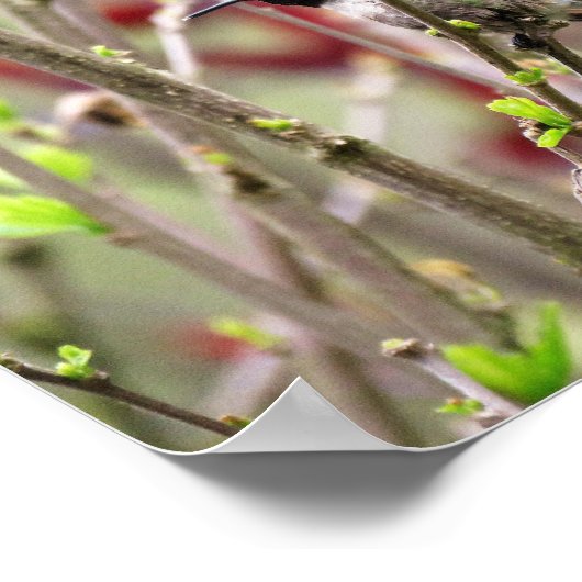 Ruby Throated Hummingbird in Spring  ポスター (角)