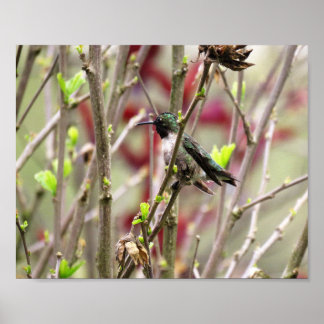 Ruby Throated Hummingbird in Spring  ポスター