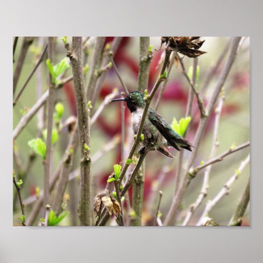 Ruby Throated Hummingbird in Spring  ポスター (正面)