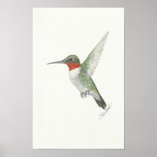 Ruby-Throated Hummingbird Poster ポスター