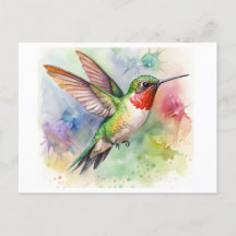 Ruby-throued Hummingbird at rest水彩色