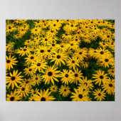 Rudbeckia Hirta (Black-eyed Susans) ポスター (正面)