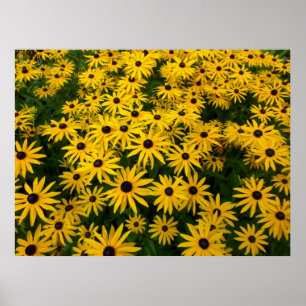 Rudbeckia Hirta (Black-eyed Susans) ポスター