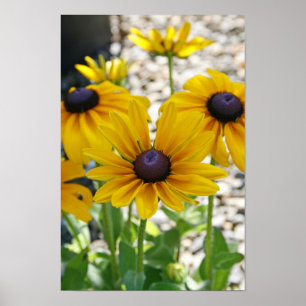 "Rudbeckia Rising" ポスター