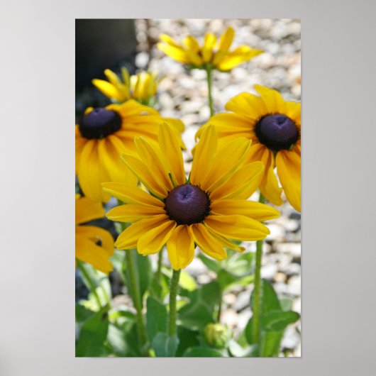 "Rudbeckia Rising" ポスター (正面)