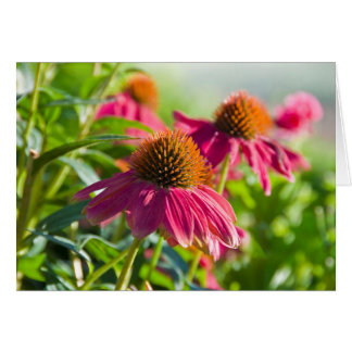 Rudbekiaのデイジー