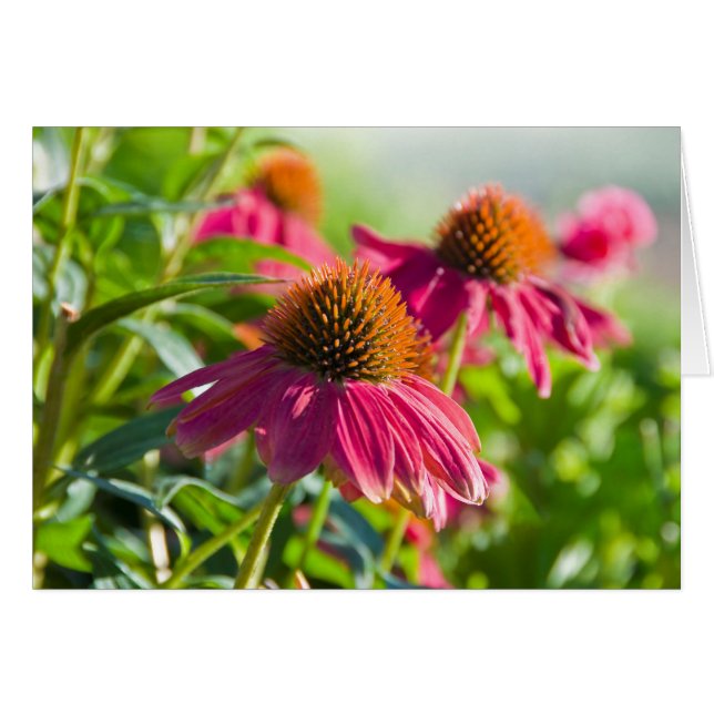 Rudbekiaのデイジー (正面横)