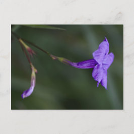 Ruellia simplex、メキシコのペチュニアはクローズアップ ポストカード
