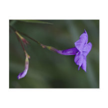 Ruellia simplex、メキシコのペチュニアはクローズアップ