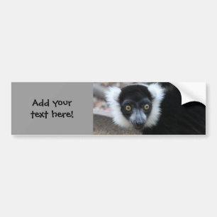 Ruffedの白黒Lemurの閉めて下さい バンパーステッカー