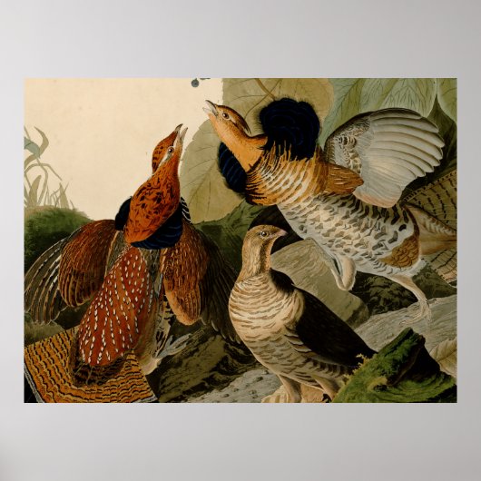 Ruffed Grouse Audubon Game Bird ポスター (正面)