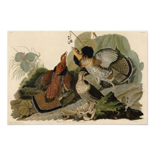 Ruffed Grouse - Audubon's Birds of America フォトプリント (正面)