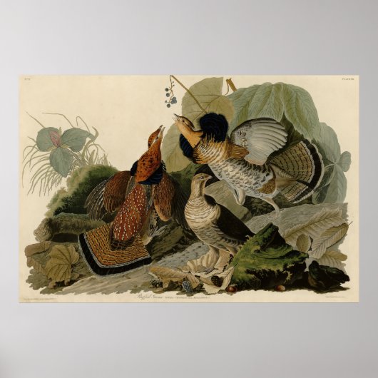 Ruffed Grouse - Audubon's Birds of America ポスター (正面)