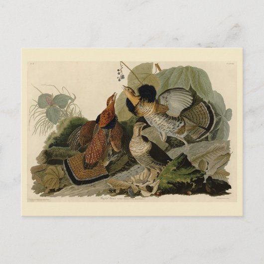Ruffed Grouse - Audubon's Birds of America ポストカード (正面)