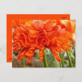 Ruffled Ranunculusはがき ポストカード (正面/裏面)