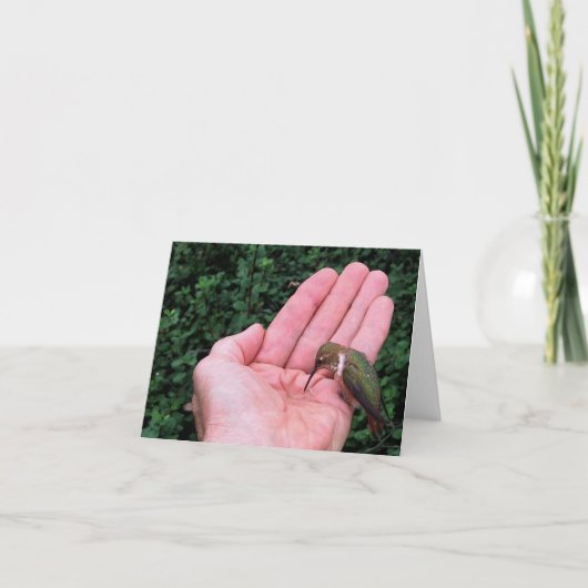 Rufousまたはアレンのハチドリ • ジョーSweeney -カード カード (正面)