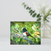 Rufous味方されたTowheeのすずめ ポストカード (スタンド正面)